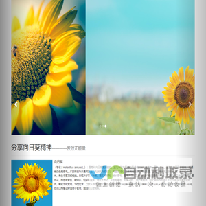 我们的向日葵